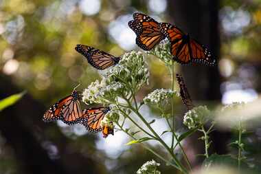 Monarch butterflies feed on nectar in the Texas Discovery Gardens at Fair Park in Dallas,...