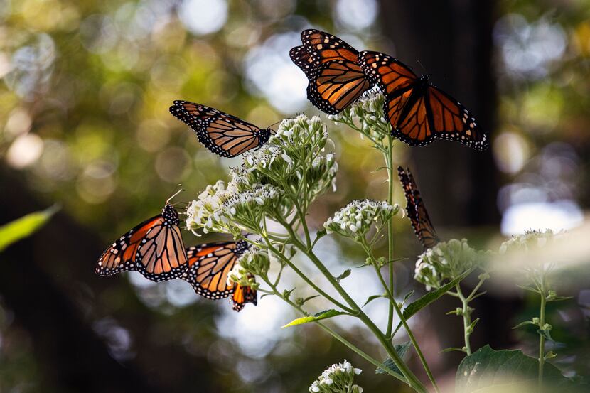 Monarch butterflies feed on nectar in the Texas Discovery Gardens at Fair Park in Dallas...