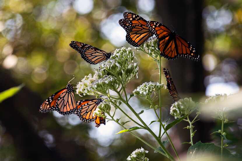 Monarch butterflies feast on frost weed at Texas Discovery Gardens.