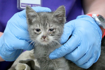 The surviving animals had singed fur and were covered in soot and ash, the SPCA said.