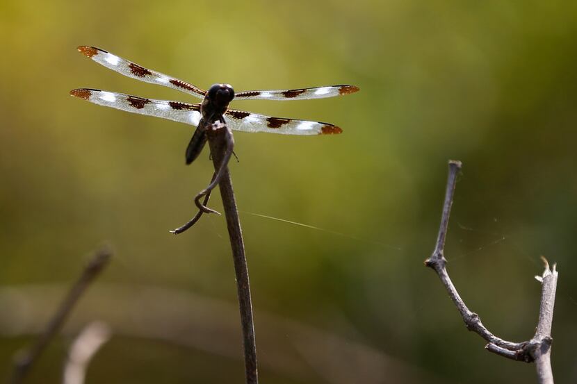 A FILE photo shows a dragonfly at the Trinity River Audubon Center in South Dallas. (Nathan...