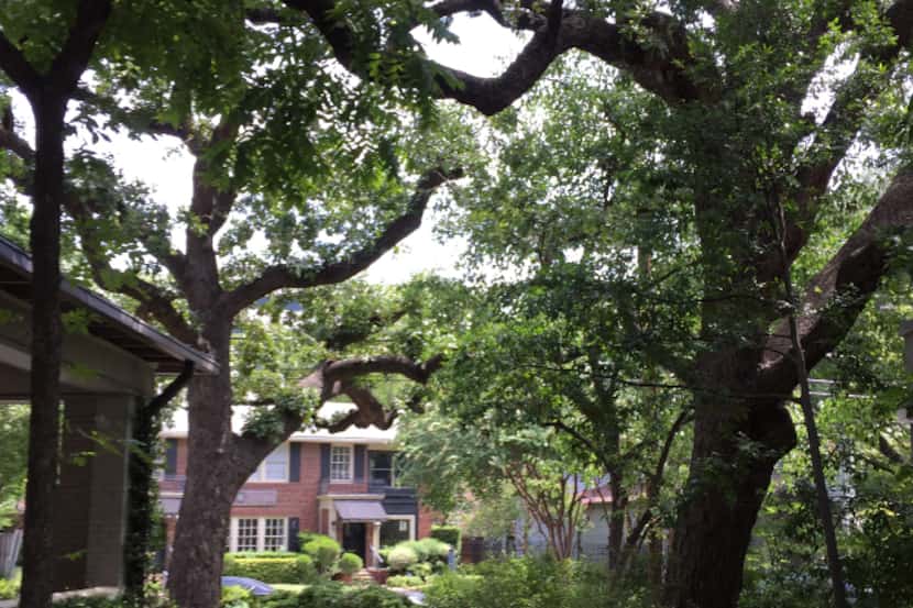 A post oak tree affectionately called "Grandmother" (right) at the Dallas Institute of...