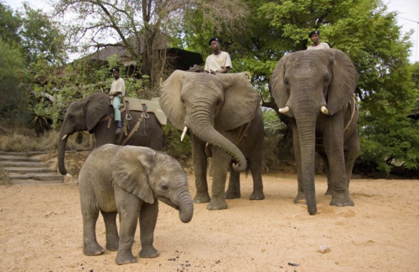 Camp Jabulani offers sunrise and sunset elephant-back safaris, using its own trained herd...