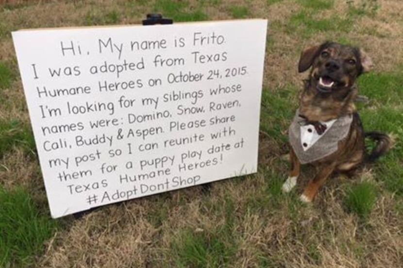 Frito the dog next to his sign asking people to help him reunite with his puppy siblings.