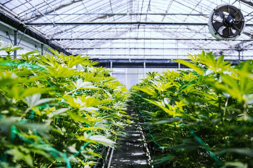 One of the cannabis industry's biggest investors is a Dallas firm.