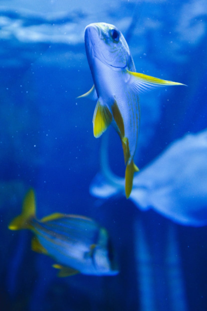 Fish swim inside a salt-water aquarium that welcomes worshipers at entry of the Inspiring...