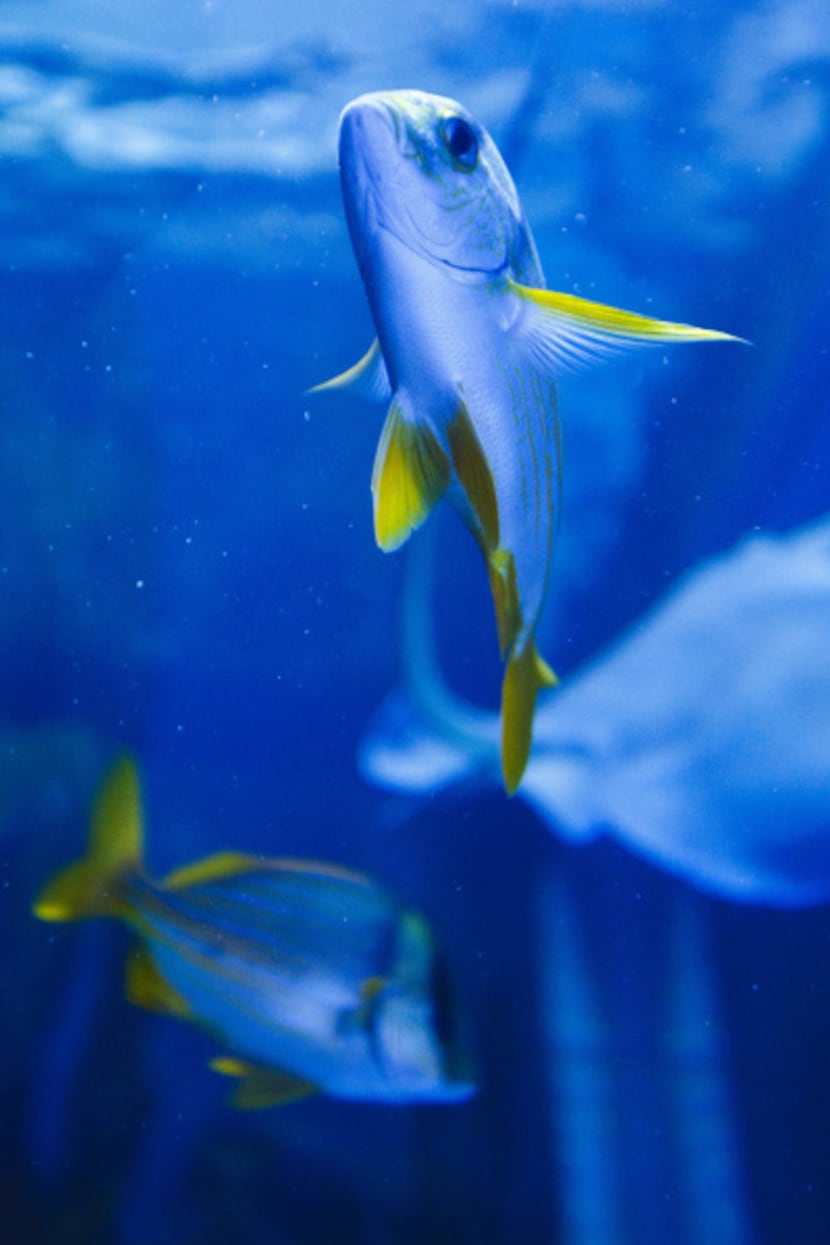 Fish swim inside a salt-water aquarium that welcomes worshipers at entry of the Inspiring...