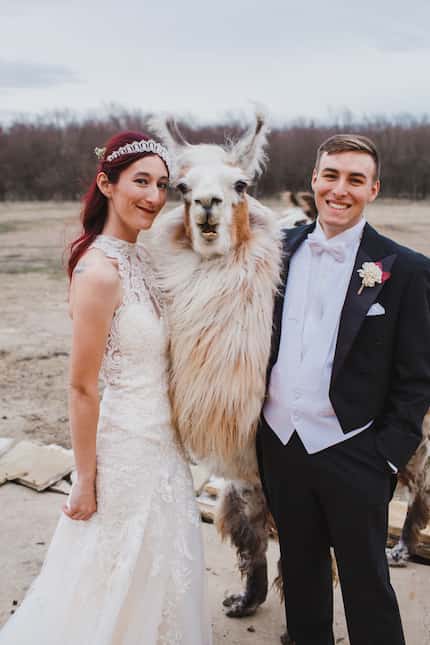 Como T. Llama was an honored guest at the wedding of Tommy and Jenni Brucato on Jan. 1....