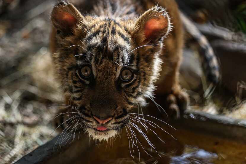 Sumini, a Sumatran tiger cub born at Dallas Zoo in August, is pictured in her habitat on...