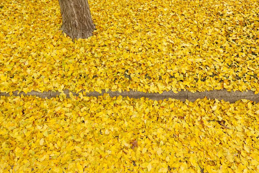Colorful yellow leaves circle the base of a tree and curb along St. Johns Drive in Highland...