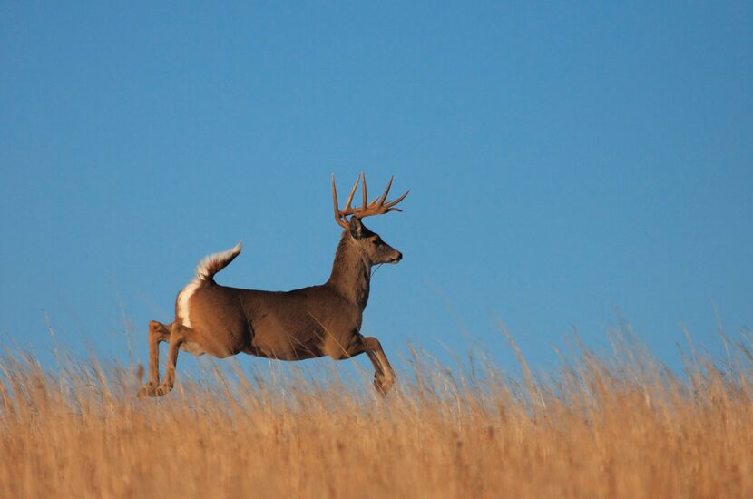 "Bugling elk" can be found in the Wichita Mountains Wildlife Refuge during rut season in...