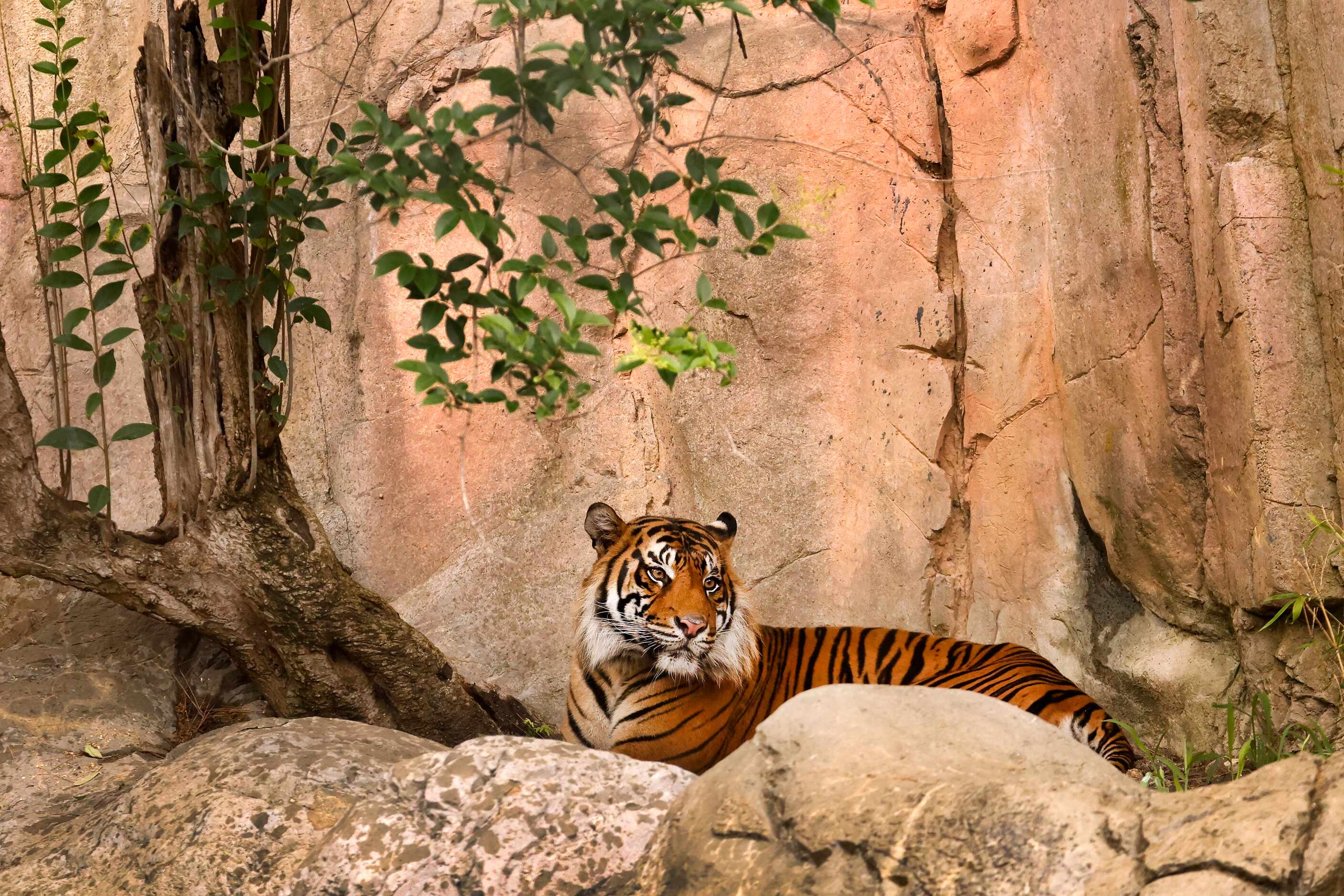 A Sumatran tiger lies in the shade of its enclosure in the third phase of A Wilder Vision,...