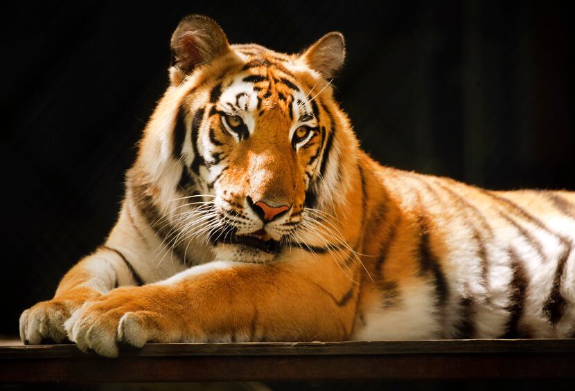 Anakin (top), a tiger at In-Sync Exotics in Wylie, Texas, lounges in the sun on May 15,...