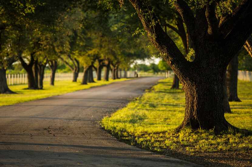 Stately oak trees line the main drive of the Toddie Lee Wynne family's Star Brand Ranch in...