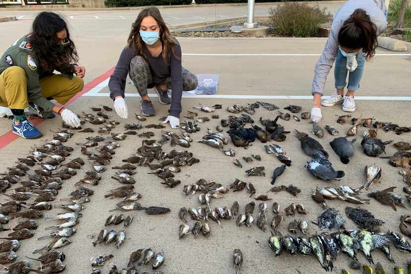 Volunteers collected 457 carcasses from 55 species of birds that died in collisions with...