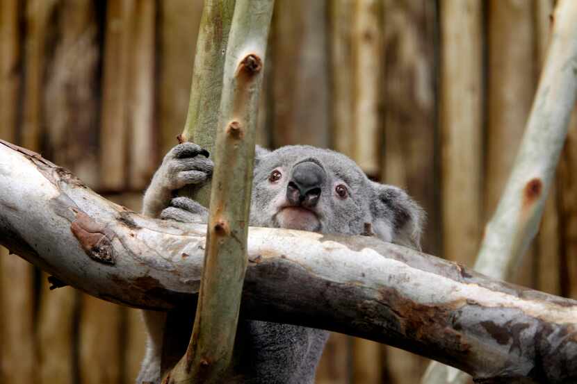 Kobi, 6, climbs around the Koala Walkabout exhibit which opens March 10, 2012 at the Dallas...