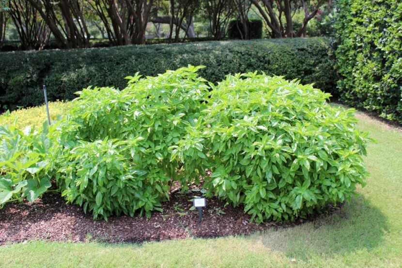 'Amazel' basil is an herb variety approved for use in Texas by the Dallas Arboretum.