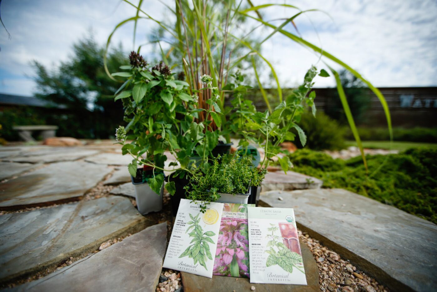 Mosquito-repelling plants such as lemon balm work only when you extract the oils.