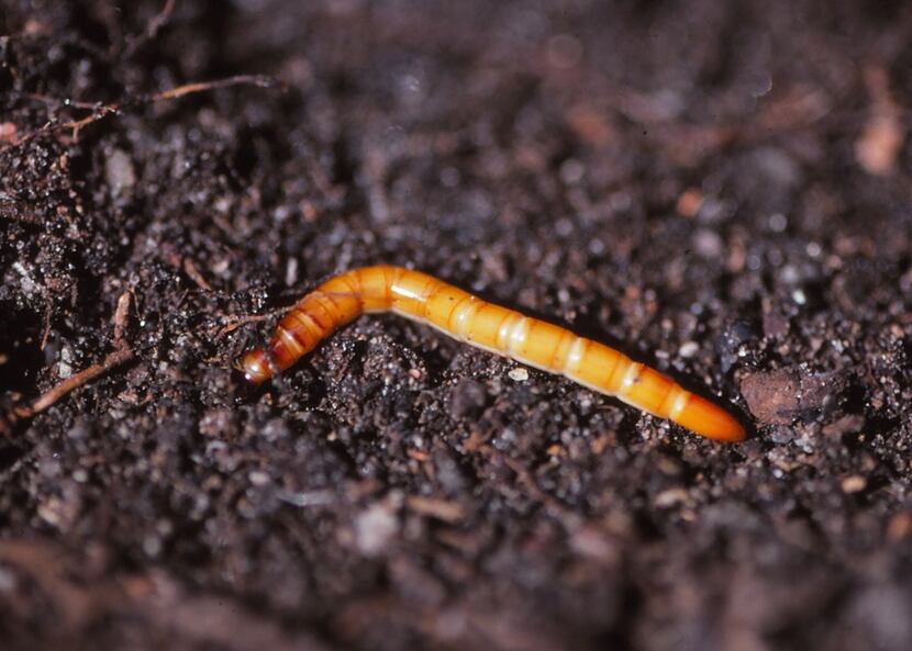 Wireworms are the larvae of click beetles.