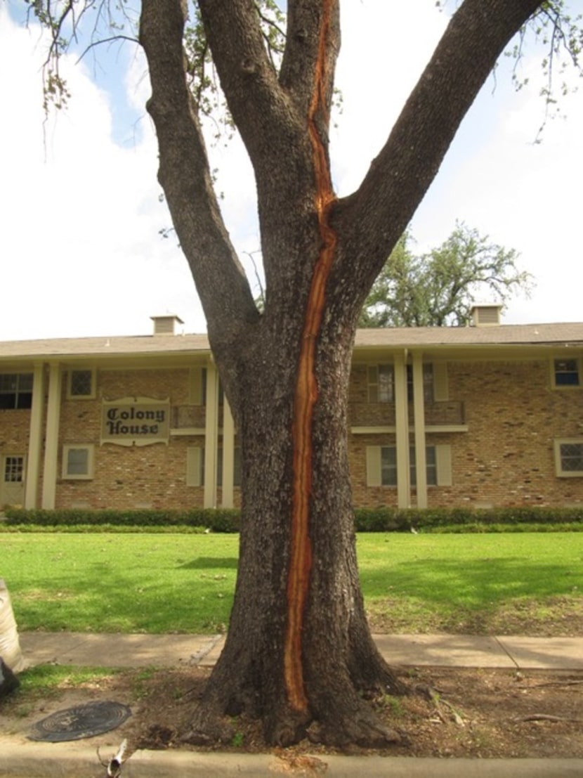 Lightning damage to a tree 