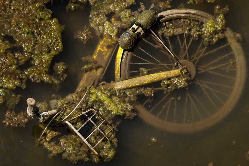 Two turtles sun themselves on a submerged rental bike in the waters of the Trinity River...
