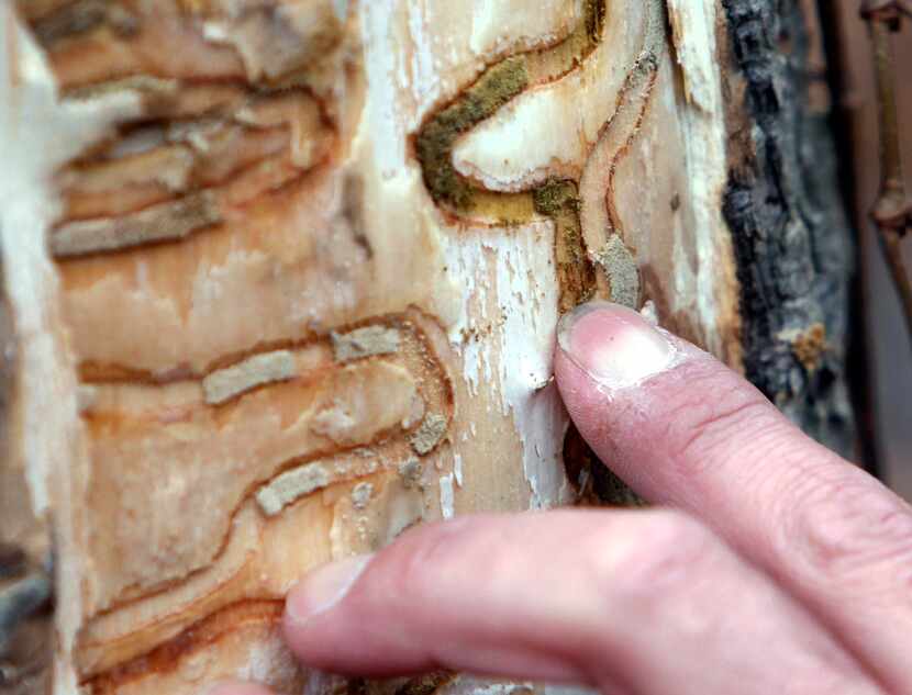 In a 2011 photo, markings left from emerald ash borer larvae on an ash tree are pointed out...