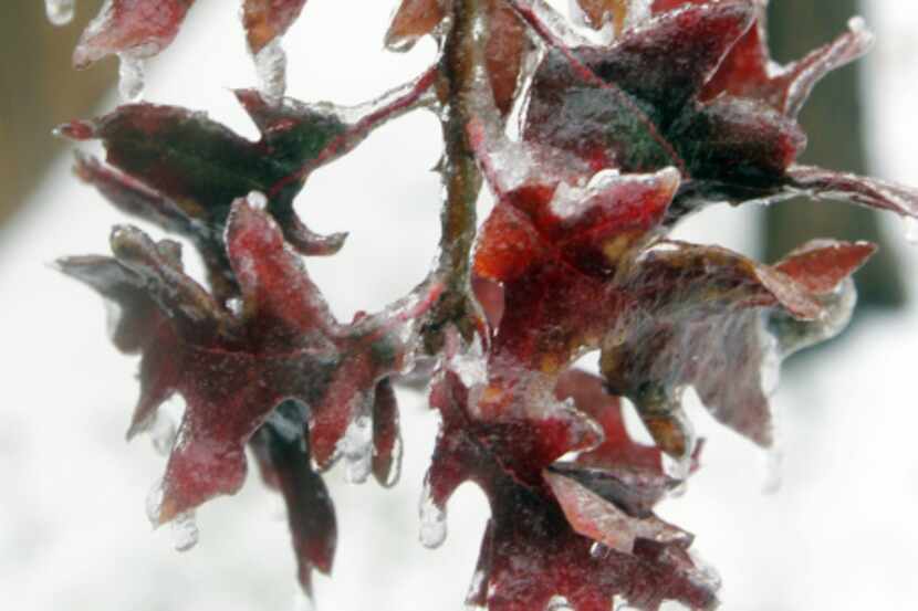 A red oak was covered with ice on Friday.
