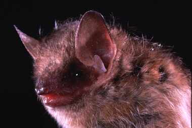 This is an undated closeup photo of the eastern pipistrelle bat, a species that is...