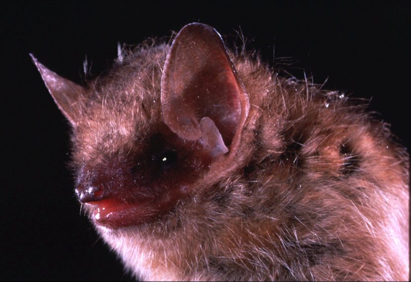 This is an undated closeup photo of the eastern pipistrelle bat, a species that is...