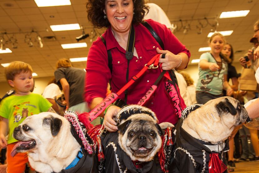 This year's Pug-O-Ween is Sunday at the Grapevine Convention Center.