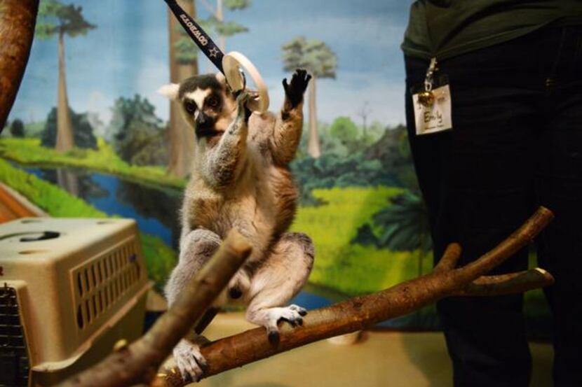 
Uno, a ring-tailed lemur, touches his target, a plastic ring, as part of his training at...