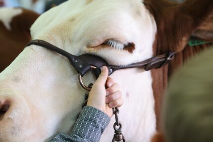 Lawson Hale holds onto his breed champion steer while waiting to show him at the Big Tex...