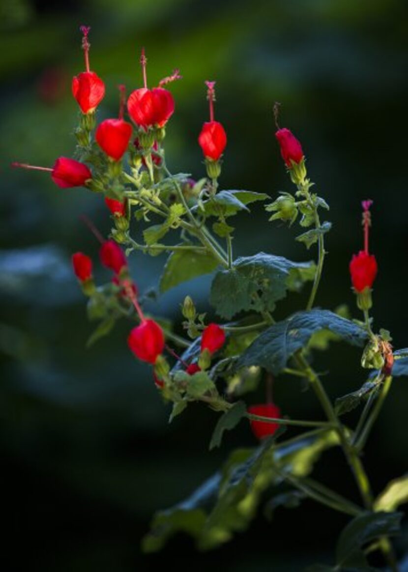 
Turk’s cap, a hummingbird draw, blooms in sun and shade.
