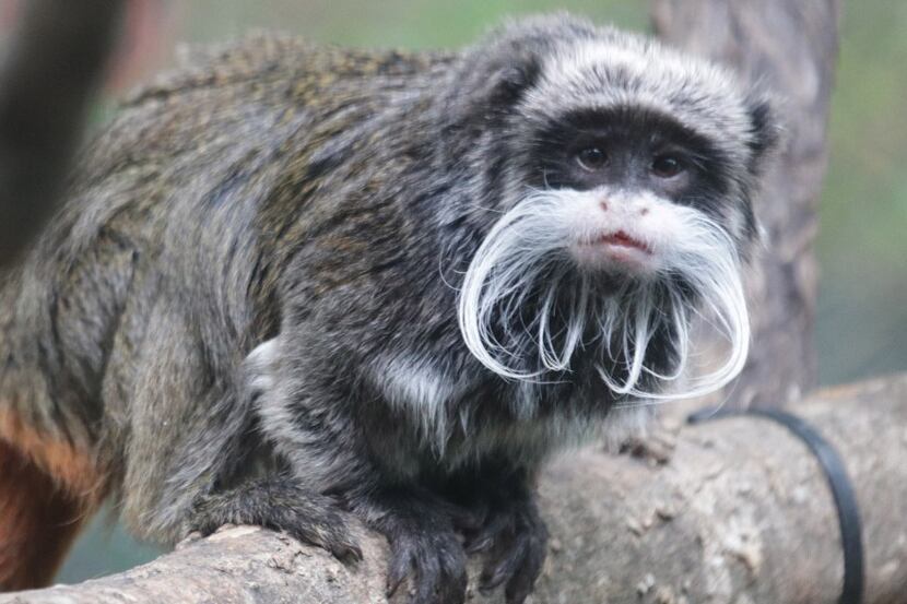 The Dallas Zoo alerted the Dallas Police Department that two emperor tamarin monkeys went...