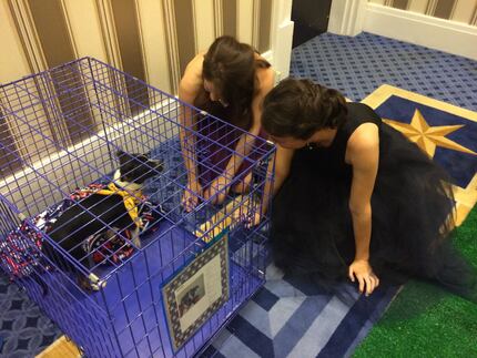 The Humane Society of Tulsa brought Texas puppies to the ball. (Jordan Rudner/staff)