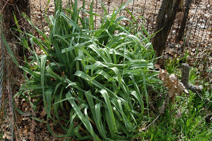 October is the best time to plant garlic in your vegetable garden, herb garden or landscape.