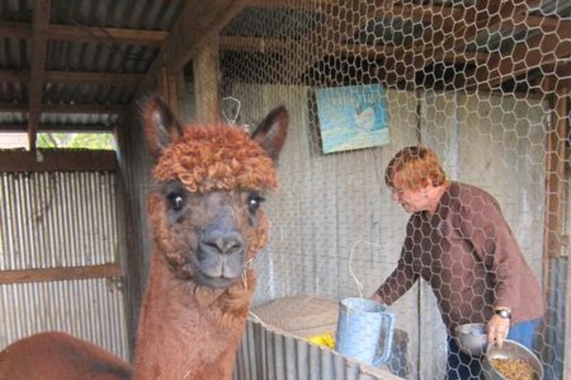  Cindy Telisak scoops food to feed the alpacas, including Jameson, left. Feeding time is...