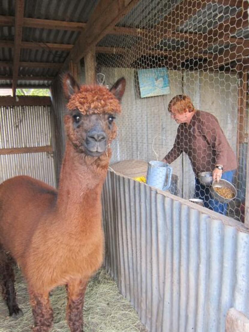  Cindy Telisak scoops food to feed the alpacas, including Jameson, left. Feeding time is...