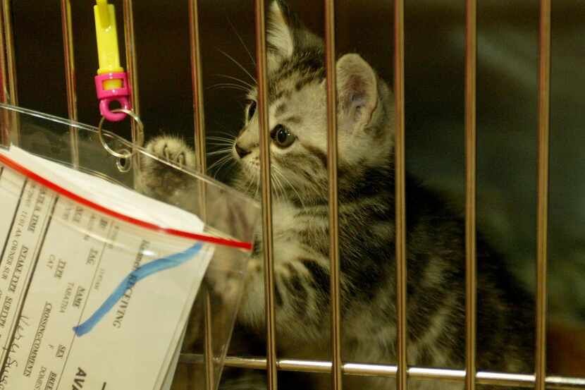 The Prairie Paws Animal Shelter has waived all adoption fees in an effort to free up space...