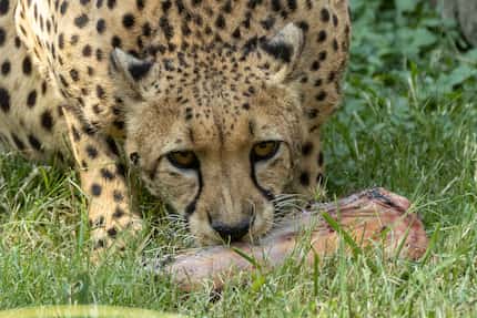 An eight-year-old cheetah snacks on a bone in the Wilds of Africa habitat at the Dallas Zoo.