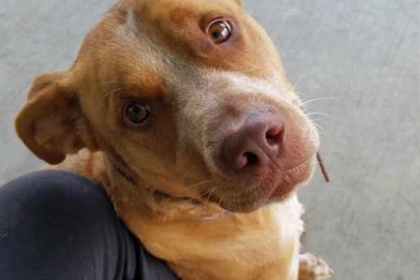 Everett, a two-year-old pit bull terrier mix, is available for adoption.