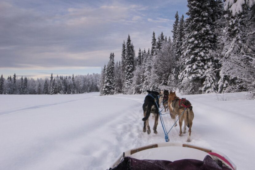 Paws for Adventure huskies pull sleds through woods and across snowy meadows. Guests here...