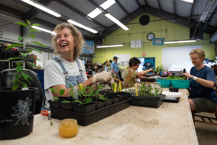 From left: Master gardeners and volunteers Maggie Saucedo, Mary Louise Whitlow and Kathy...