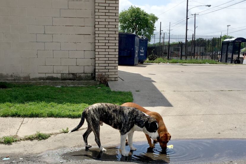 Two loose dogs drink from a puddle on Jamaica Street at Second Avenue in southern Dallas...