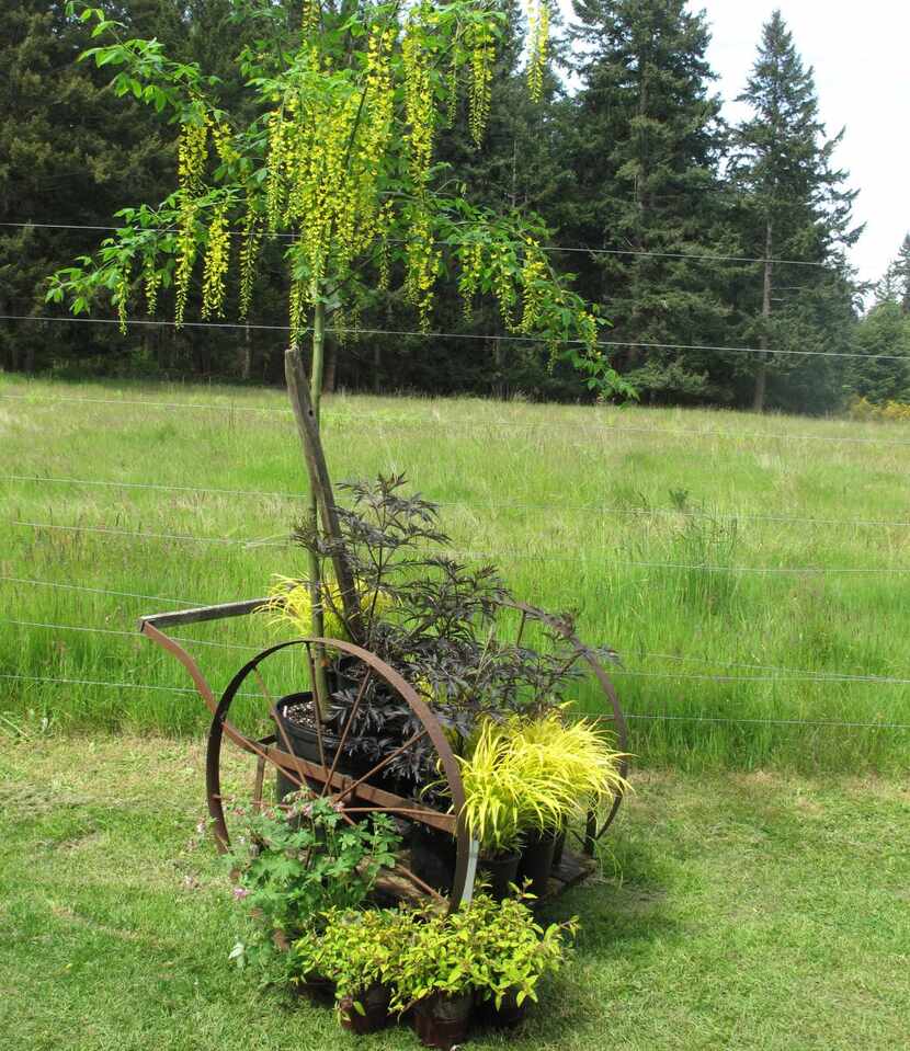 An old cart  at Cultus Bay Nursery and Garden near Clinton, Wash., can be moved across the...