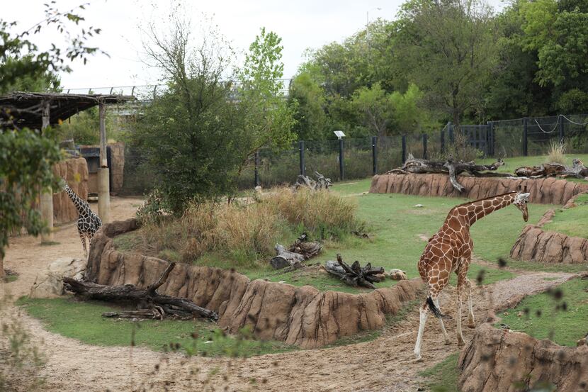 Two of the giraffes at the Dallas Zoo take a lap around their mixed habitat on Oct. 16.