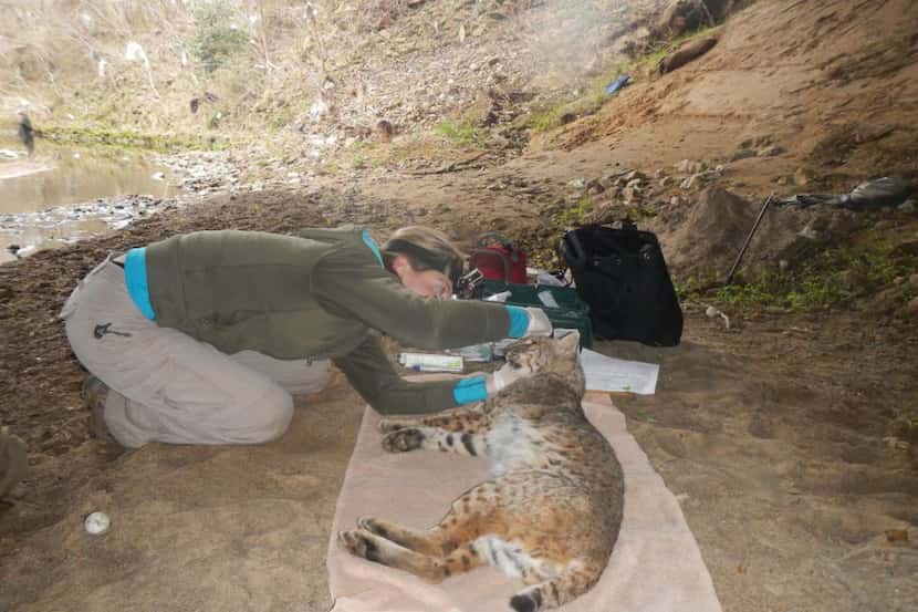 Utah State graduate student Julie Golla examines one of 10 bobcats trapped and equipped with...