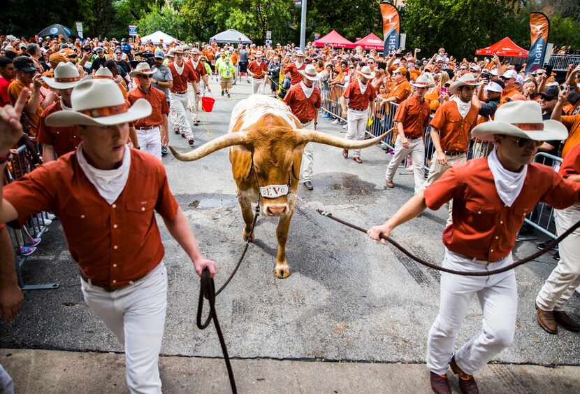 Texas mascot Bevo is escorted in to the stadium before a college football game between TCU...