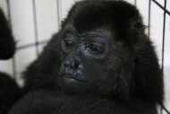 A howler monkey sits inside a cage with others at a veterinarian clinic after they were...