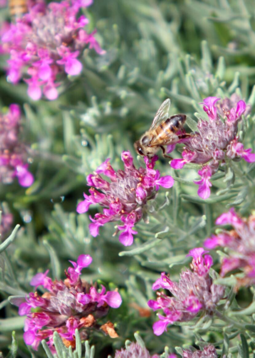 A bee gathers nectar from Teucrium marum flowers.